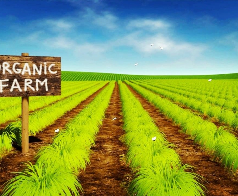 органические продукты экспорт